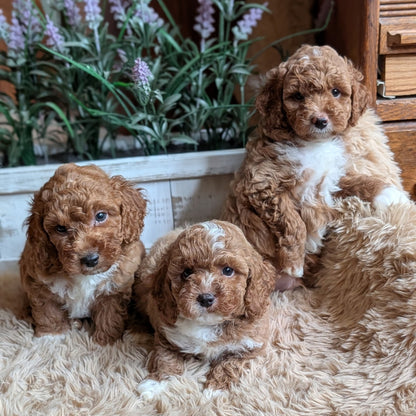 Three curly-haired brown and white puppies sitting together on a fluffy beige rug in front of artificial flowers and a wooden cabinet.