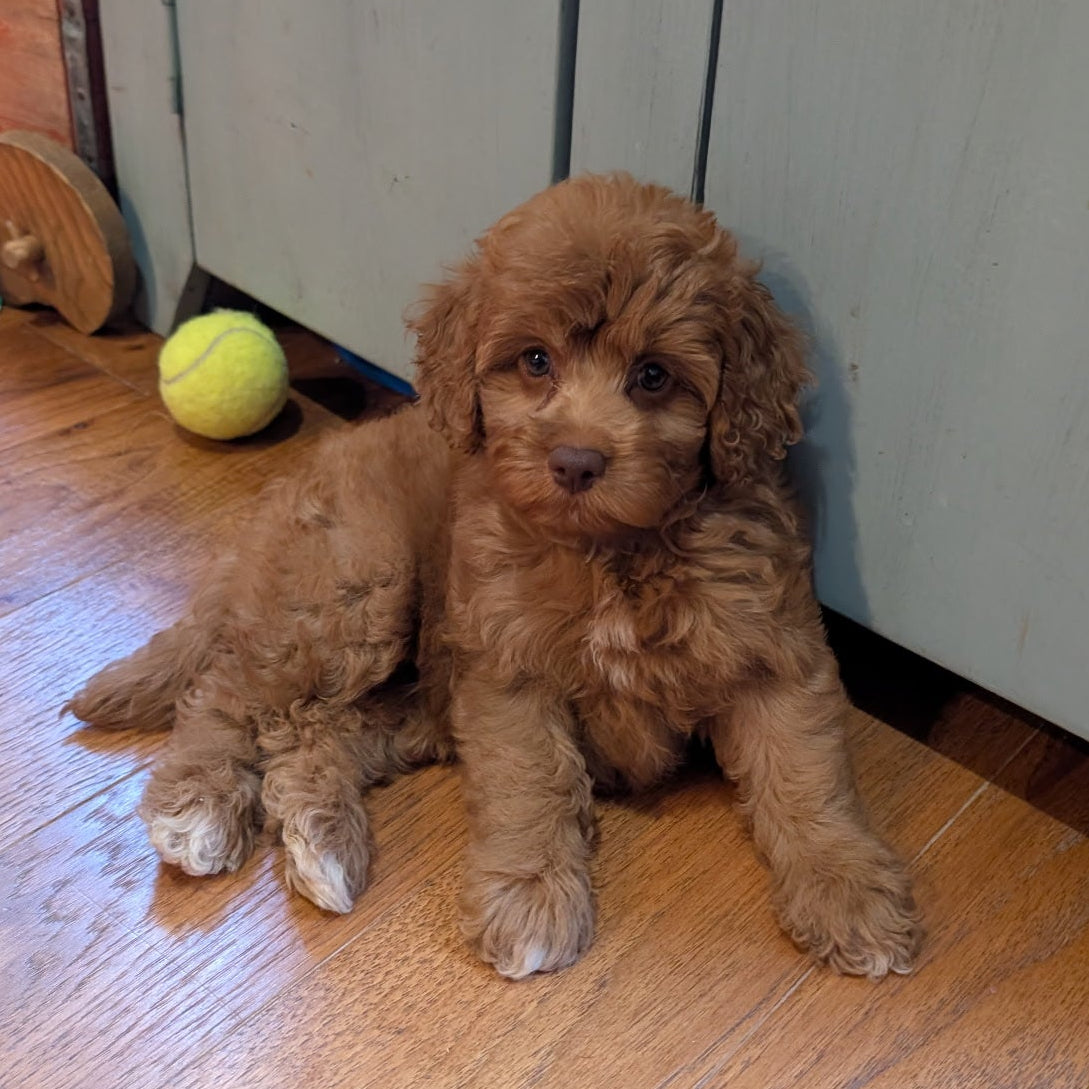 A small curly-haired brown puppy sits on a wooden floor in front of a light gray cabinet, with a yellow tennis ball and some toys nearby.