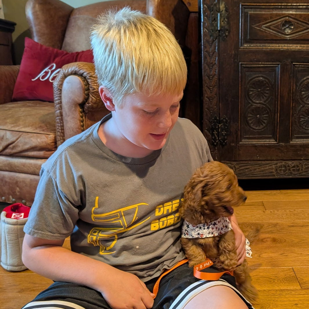 A young blonde boy sits on a wooden floor in a living room, holding a small brown dog wearing a white bandana. Another person's hand is petting a second small brown dog wearing a blue patterned harness.