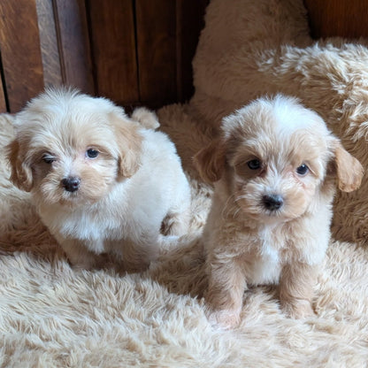 Two small fluffy puppy dogs sitting on a beige shaggy rug inside a wooden crate.