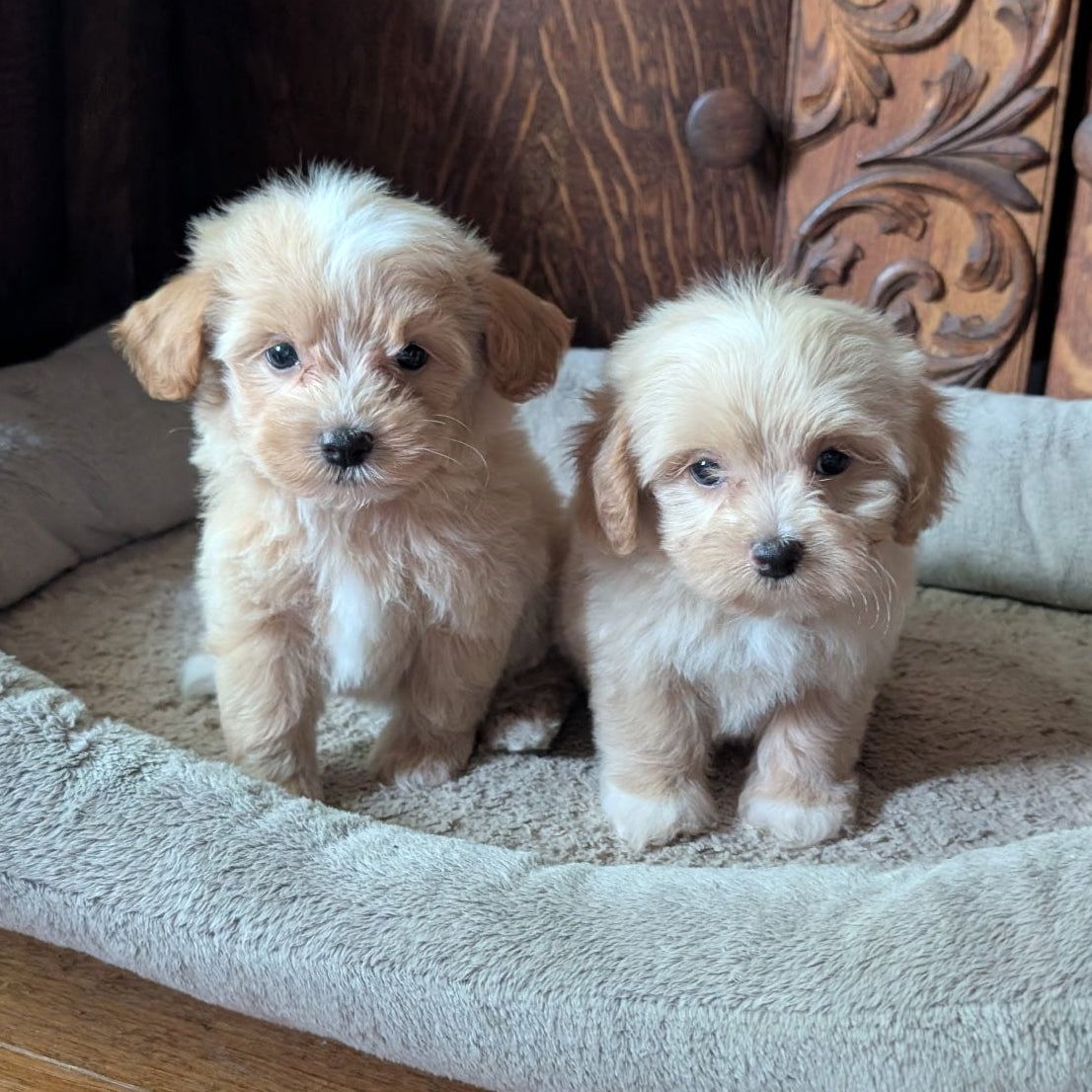 Two small fluffy cream-colored puppy dogs sitting inside a plush beige pet bed on a wooden floor, with an ornate carved wooden cabinet in the background.