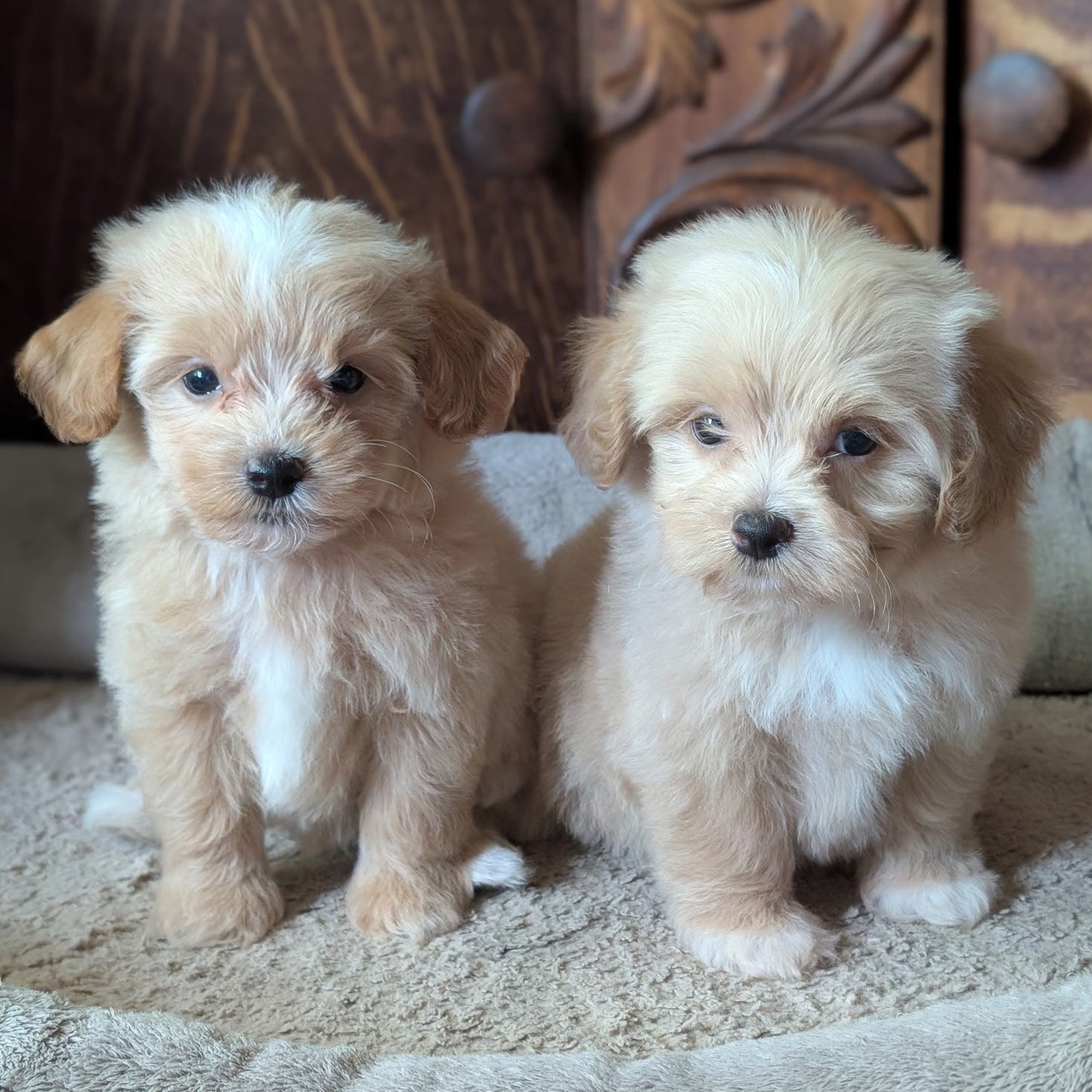 Two fluffy light cream-colored puppy dogs sitting side by side on a beige pet bed in front of a carved wooden cabinet.