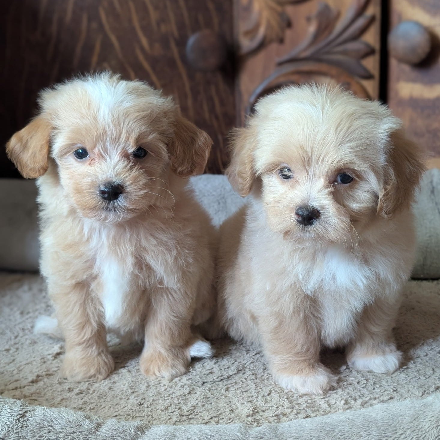 Two fluffy light cream-colored puppy dogs sitting side by side on a beige pet bed in front of a carved wooden cabinet.