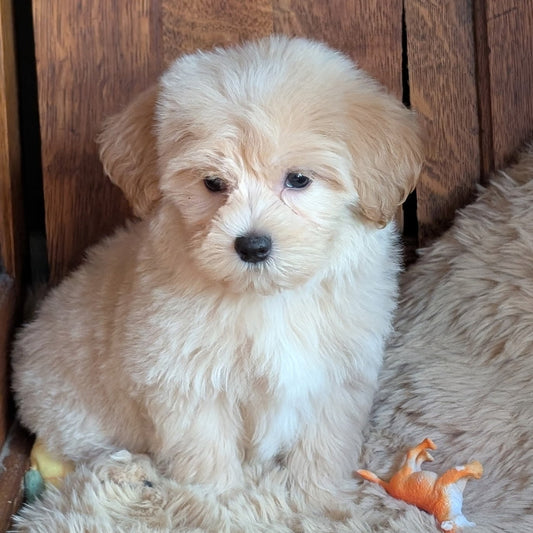 A fluffy cream-colored puppy sitting on a beige faux fur rug in front of a dark wood panel background, with a small orange toy nearby.