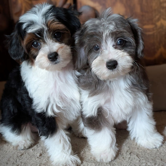 Two fluffy puppy dogs sitting side by side on a beige carpet in front of a carved wooden cabinet. One puppy is black, white, and tan, and the other is gray and white.