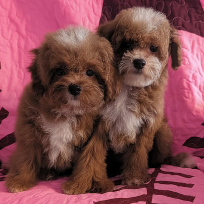 Two small fluffy puppies sitting together on a quilted couch cushion with a baseball-stitch pattern.