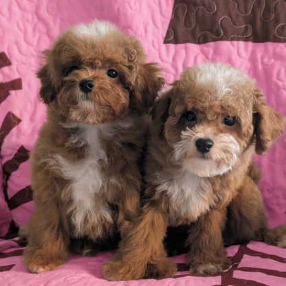 Two fluffy brown and white puppies sitting together on a quilted blanket with a patterned background.