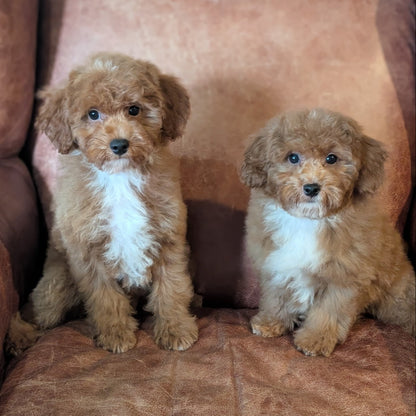 Two fluffy golden doodle puppies sitting side by side on a brown leather armchair.