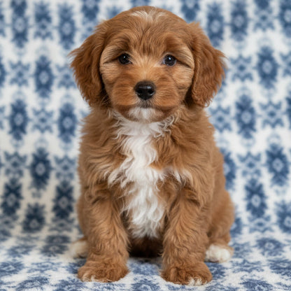 A small curly-haired puppy with light brown fur and a white chest patch sitting on a polished wooden floor.