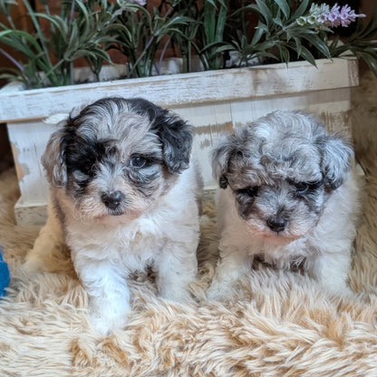 Two fluffy puppy dogs sitting side by side on a beige faux fur rug in front of a white wooden planter box filled with green foliage and light purple flowers.