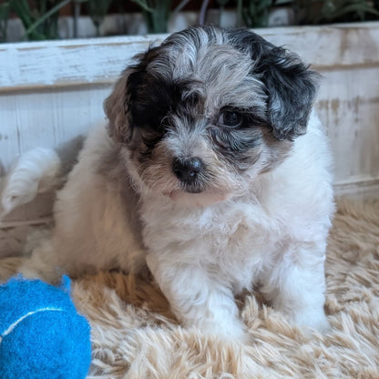 A fluffy puppy with white and gray fur sits on a beige shag rug in front of a white wooden planter box with green plants. A blue tennis ball is visible in the bottom left corner.