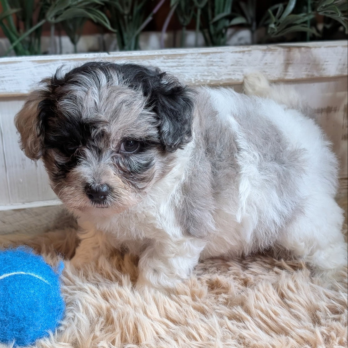 A small fluffy puppy with black and white fur sits on a beige shag rug next to a blue tennis ball, with a white wooden crate and green plants in the background.