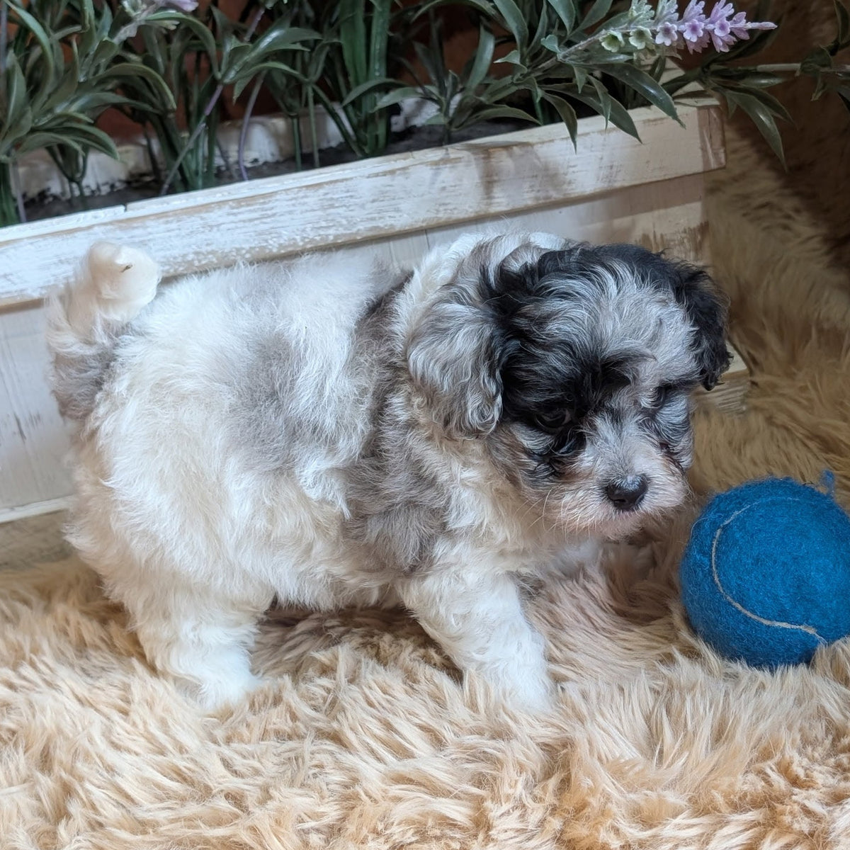 A fluffy puppy with white and gray fur stands on a beige shag rug next to a blue ball, with a white planter of green plants in the background.
