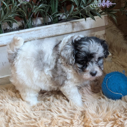 A fluffy puppy with white and gray fur stands on a beige shag rug next to a blue ball, with a white planter of green plants in the background.