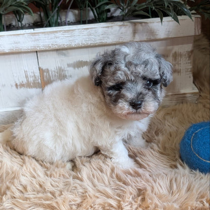 A small fluffy puppy with cream and gray fur sitting on a beige faux-fur rug in front of a white wooden planter box with green plants.