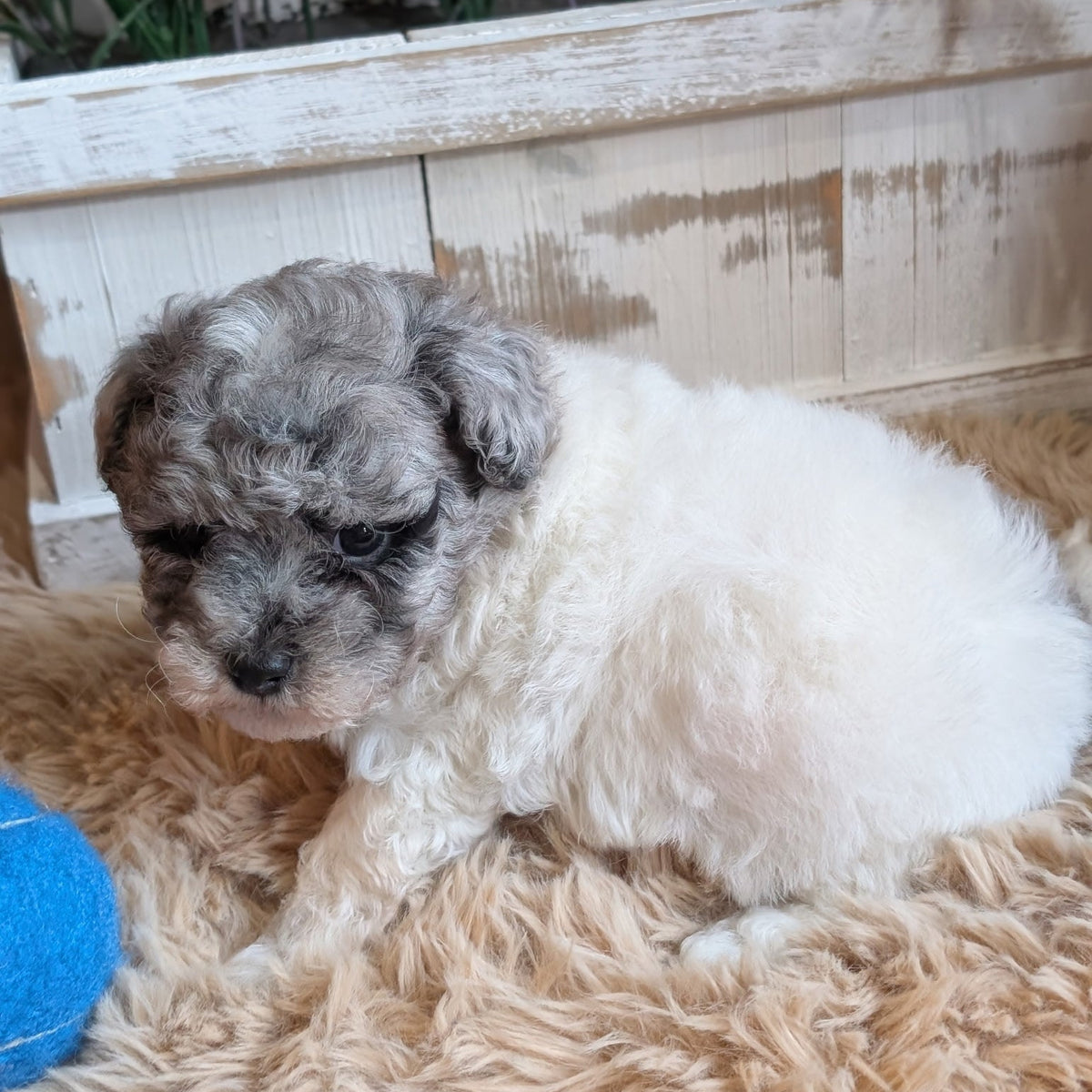 A small fluffy puppy with gray and white fur sitting on a beige shag rug in front of a white wooden planter box with green plants.