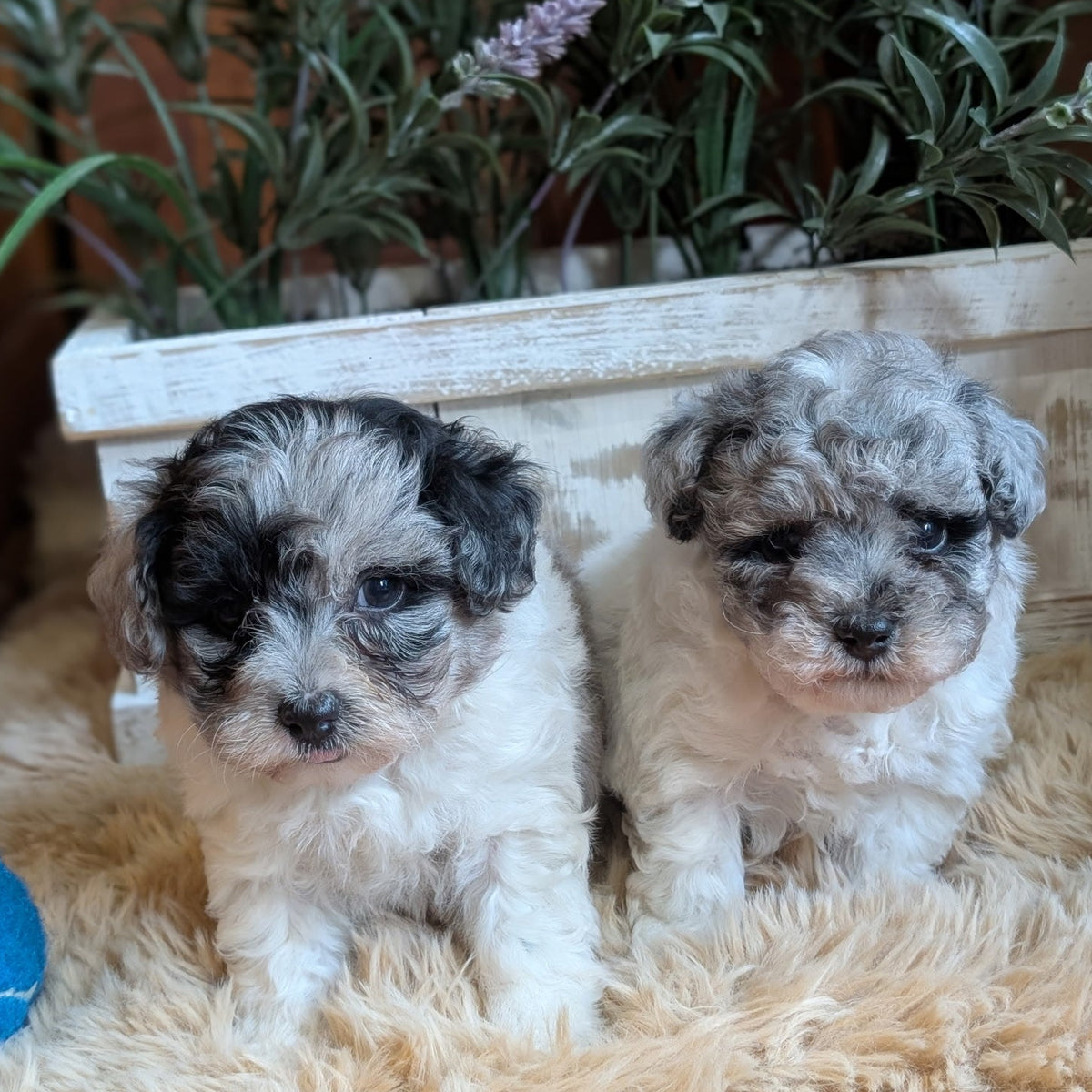 Two small fluffy puppies sitting side by side on a beige shag rug in front of a white wooden planter filled with green plants and light purple flowers.