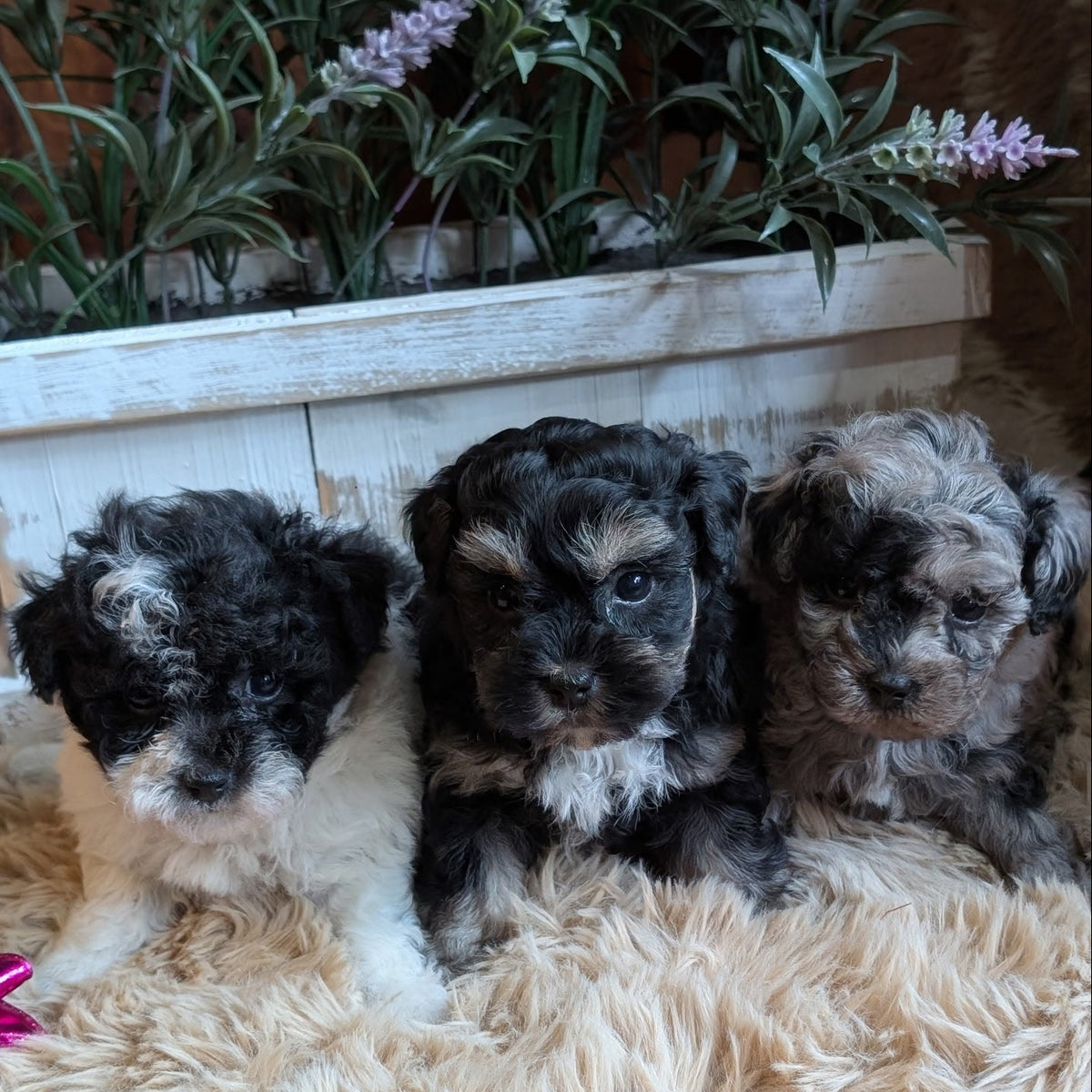 Three small fluffy puppies sitting together on a beige shag rug in front of a white planter box with green plants and purple flowers.