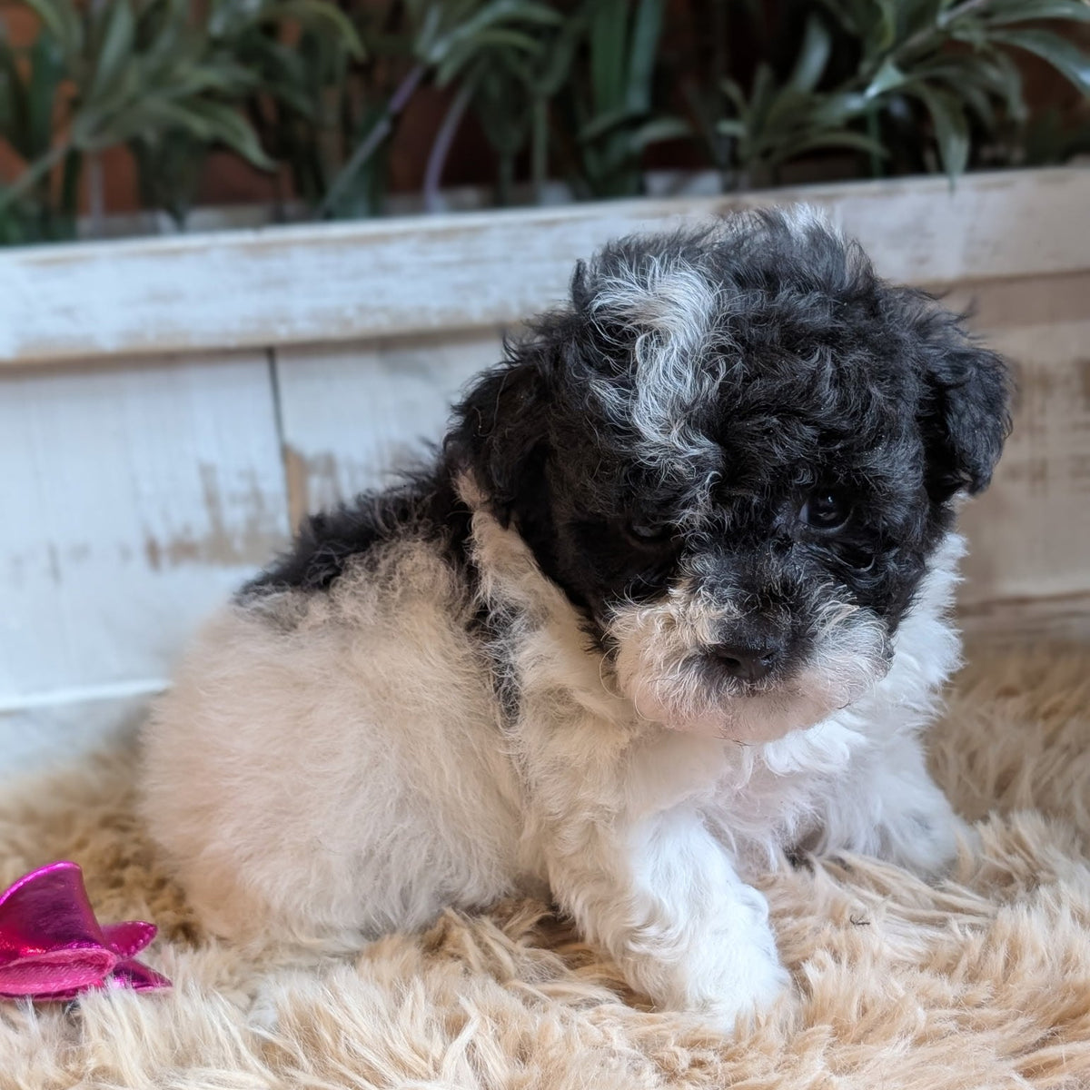 A fluffy black and white puppy sitting on a beige shag rug in front of a white wooden planter box with green plants.