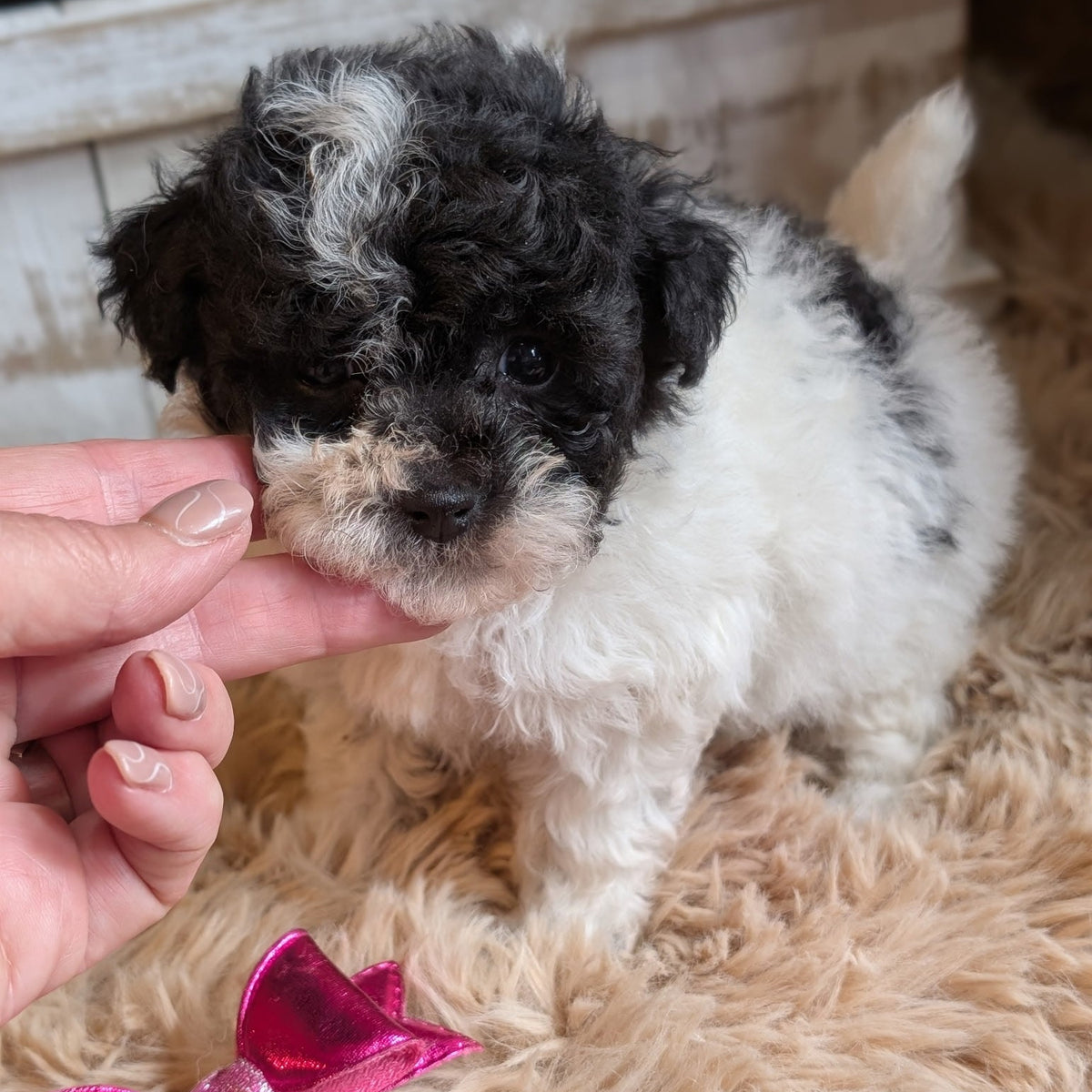 A small black and white puppy standing on a beige shag rug while a person's hand gently holds its face. A shiny pink bow is visible in the foreground, with a rustic wooden planter in the background.