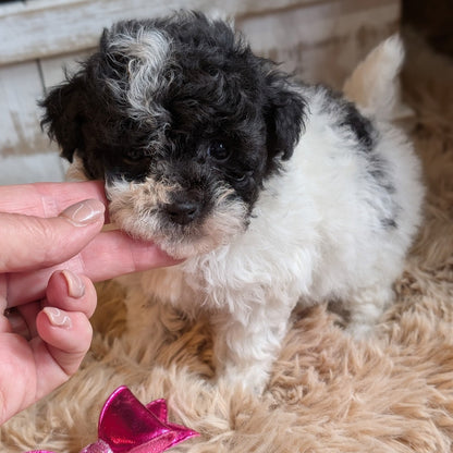 A small black and white puppy standing on a beige shag rug while a person's hand gently holds its face. A shiny pink bow is visible in the foreground, with a rustic wooden planter in the background.
