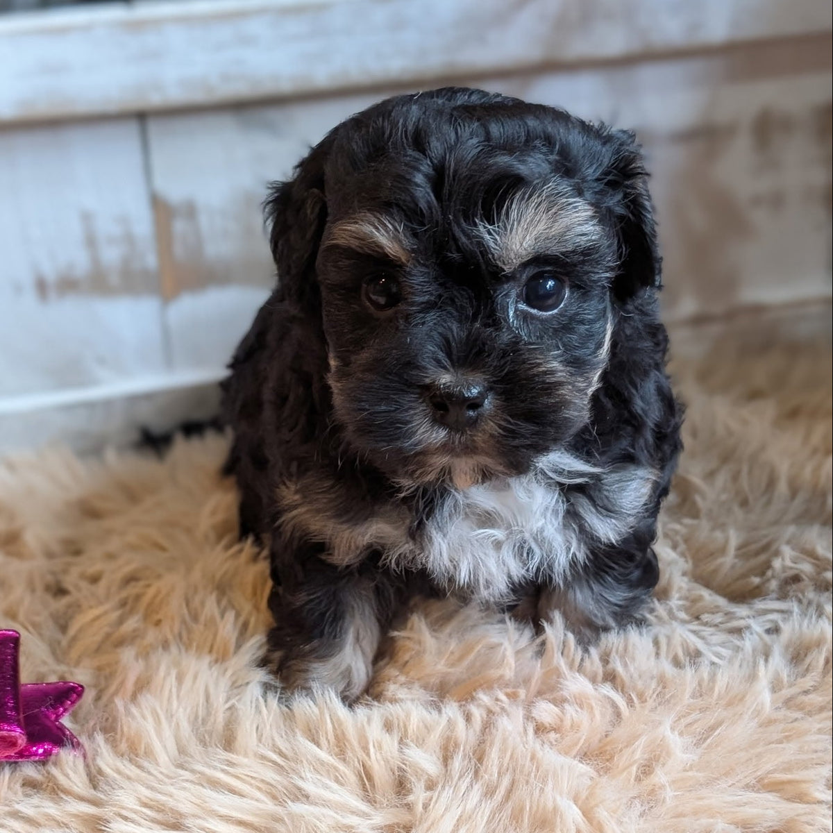 A small black and white puppy sitting on a fluffy beige rug with a white wooden planter in the background.