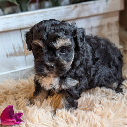 A small black and tan curly-haired puppy sitting on a fluffy cream rug in front of a white wooden planter box with green plants in the background.