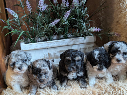 Five fluffy puppy dogs sitting together on a beige shag rug in front of a white wooden planter filled with green leaves and light purple flowers.