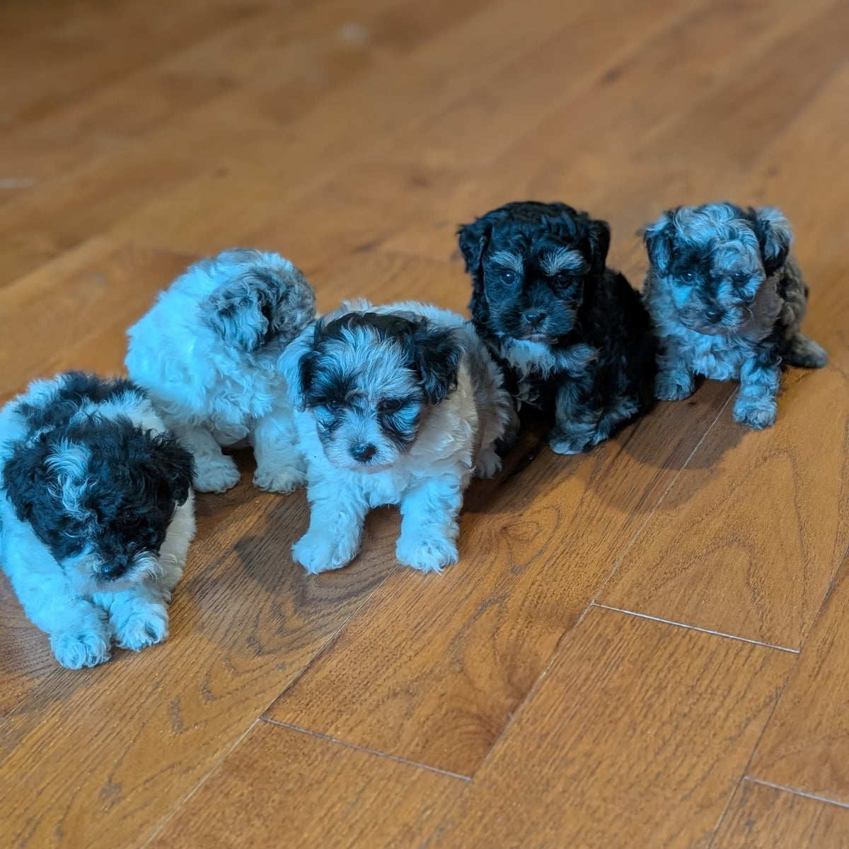 Five fluffy black and white puppy dogs sitting in a row on a polished wooden floor.