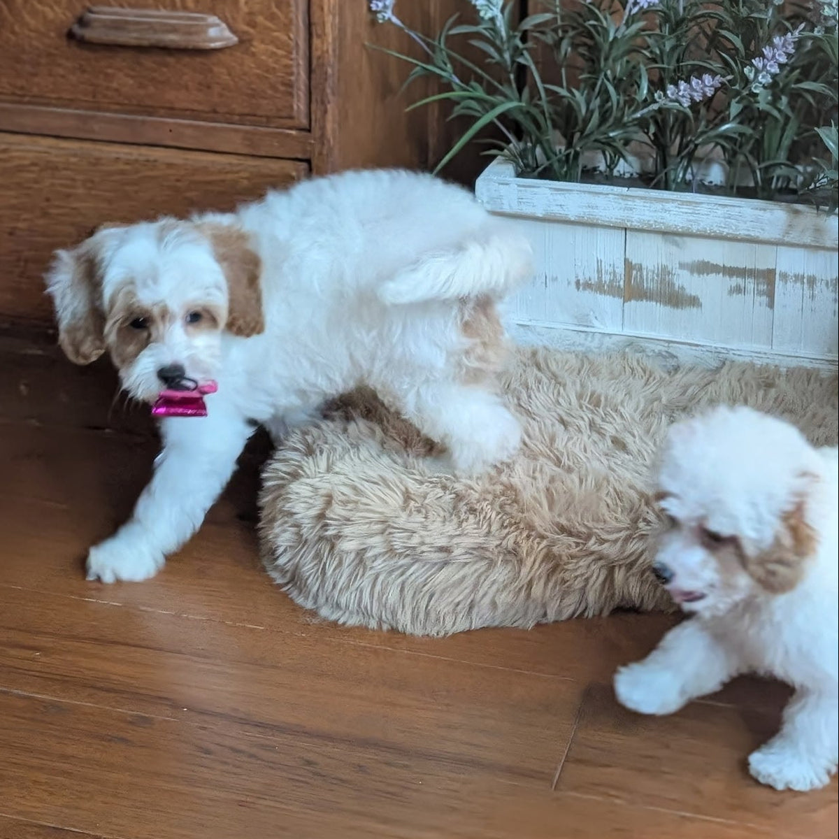 Two small white and tan dogs playing on a fluffy tan pet bed in a home setting with a wooden dresser, wooden floor, and a potted plant.