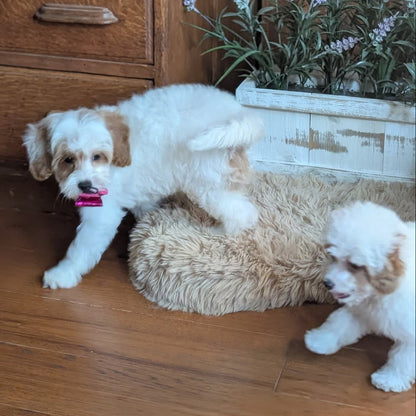 Two small white and tan dogs playing on a fluffy tan pet bed in a home setting with a wooden dresser, wooden floor, and a potted plant.