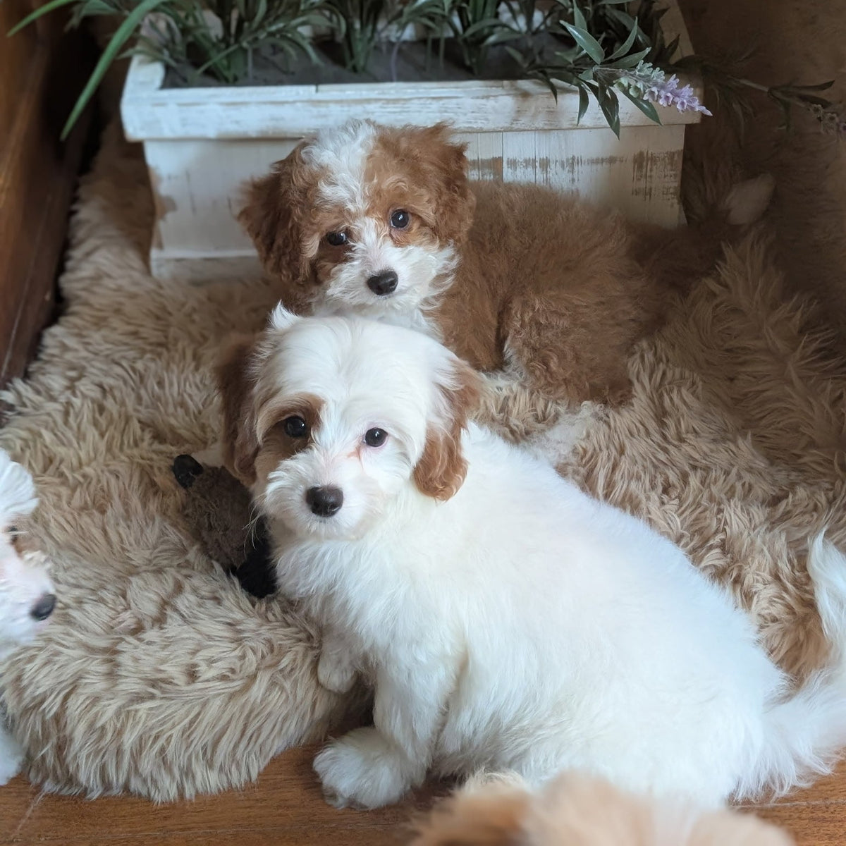 Two small fluffy puppies, one white with tan patches and one tan and white, lying on a beige faux-fur rug in front of a white planter box with purple flowers.