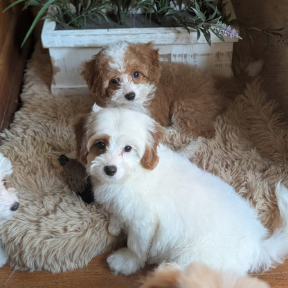 Two small fluffy puppies, one white with tan patches and one tan and white, lying on a beige faux-fur rug in front of a white planter box with purple flowers.
