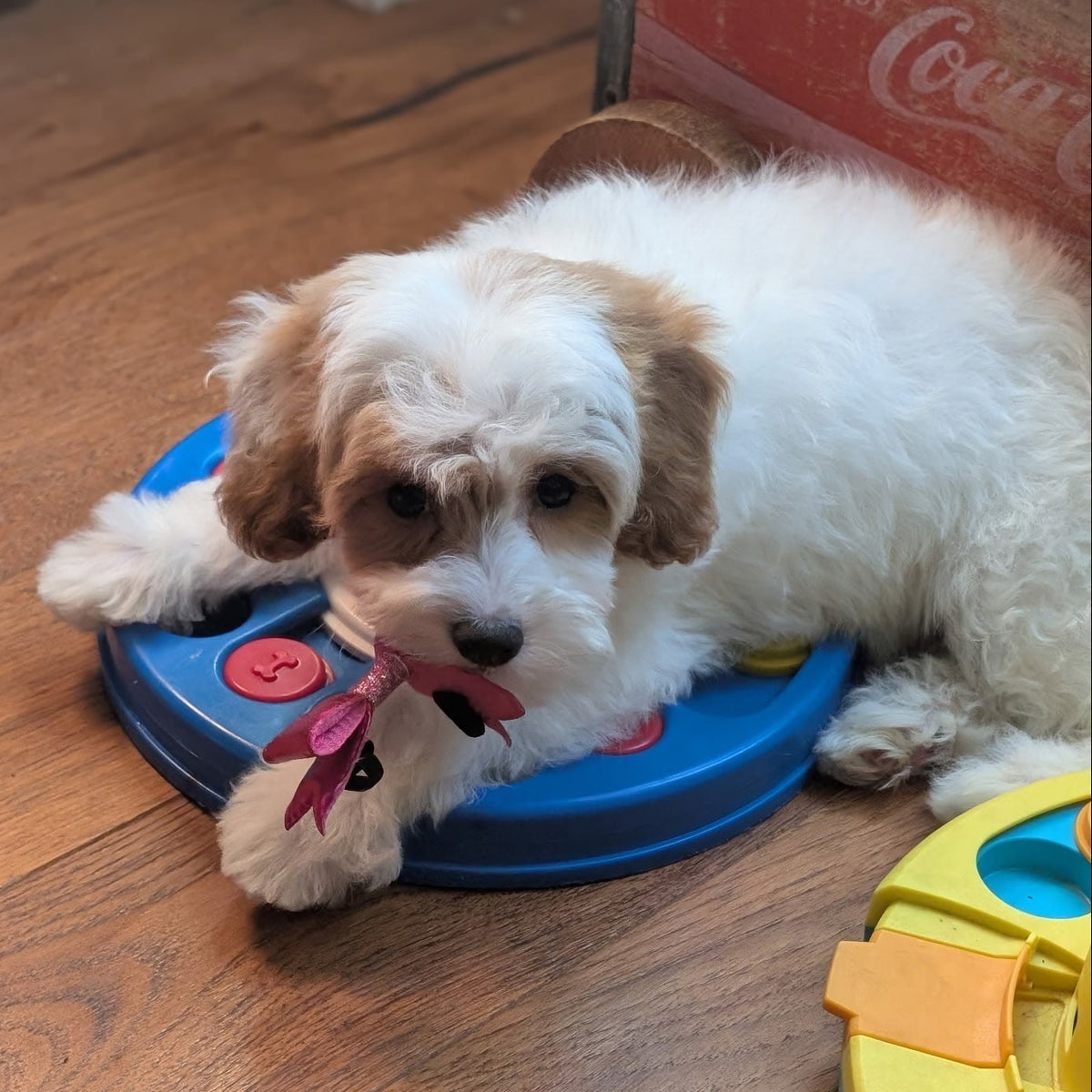 A small white and tan dog lies on a wooden floor, resting on a blue circular toy while holding a pink ribbon. A red Coca-Cola box is visible in the background, along with part of another colorful toy.