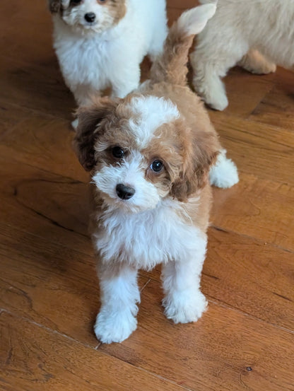 A fluffy brown and white puppy standing on a wooden floor, with two other puppies blurred in the background.