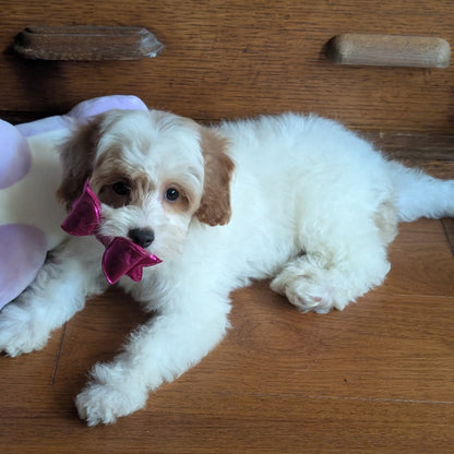 A fluffy white and light brown puppy lying on a wooden floor, wearing a shiny pink bow on its ear, with a plush toy partially visible on the left.