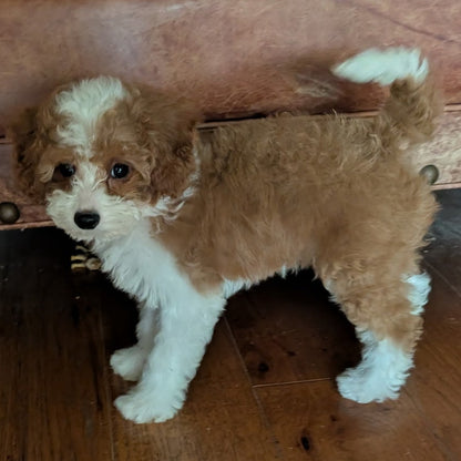 A small fluffy brown and white puppy standing on a wooden floor in front of a brown leather sofa with a patterned cushion.