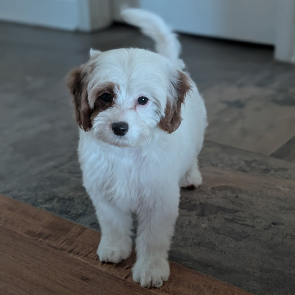 A small fluffy white puppy with brown ears and a brown patch over one eye stands on a wooden floor indoors, looking directly at the camera.