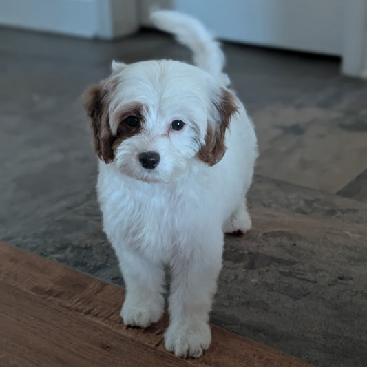 A small fluffy white puppy with brown ears and a brown patch over one eye stands on a wooden floor indoors, looking directly at the camera.