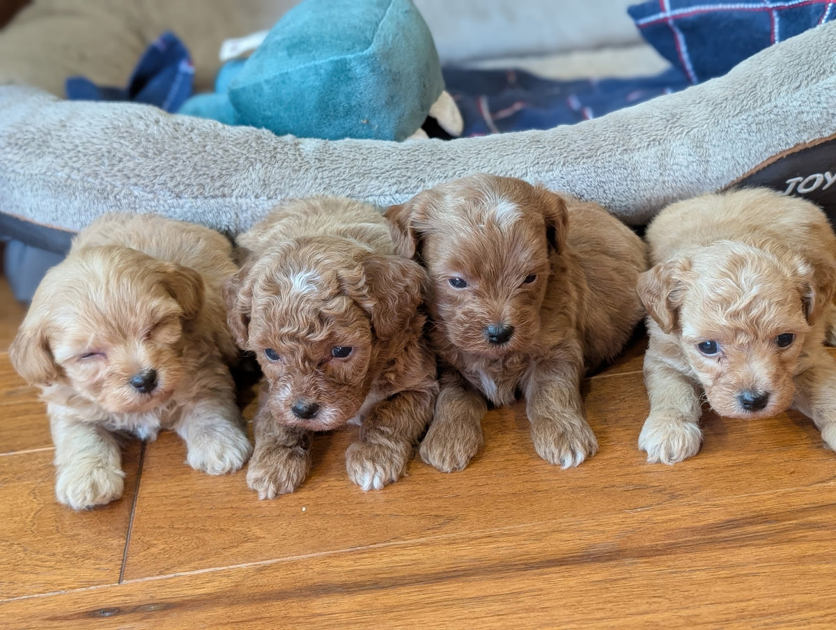 Four fluffy light brown puppy dogs lying side by side on a wooden floor in front of a gray pet bed.