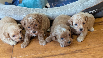 Four fluffy light brown puppy dogs sitting together on a wooden floor in front of a gray pet bed.