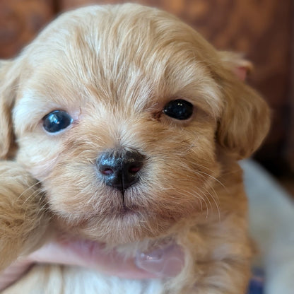A close-up of a small golden-fawn puppy with dark eyes being held by a human hand, set against a warm brown wooden background.