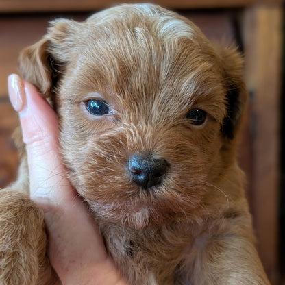 A close-up of a fluffy light brown puppy being held gently by a human hand, with a warm wooden background.