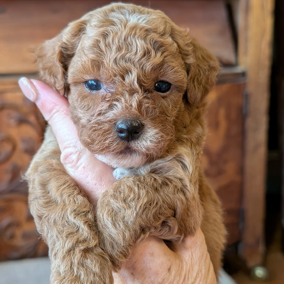 A fluffy light brown puppy with curly fur being held gently in a person's hand, set against a warm wooden background.