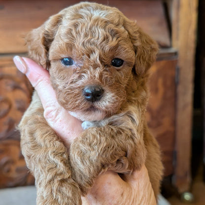 A fluffy light brown puppy with curly fur being held gently in a person's hand, set against a warm wooden background.
