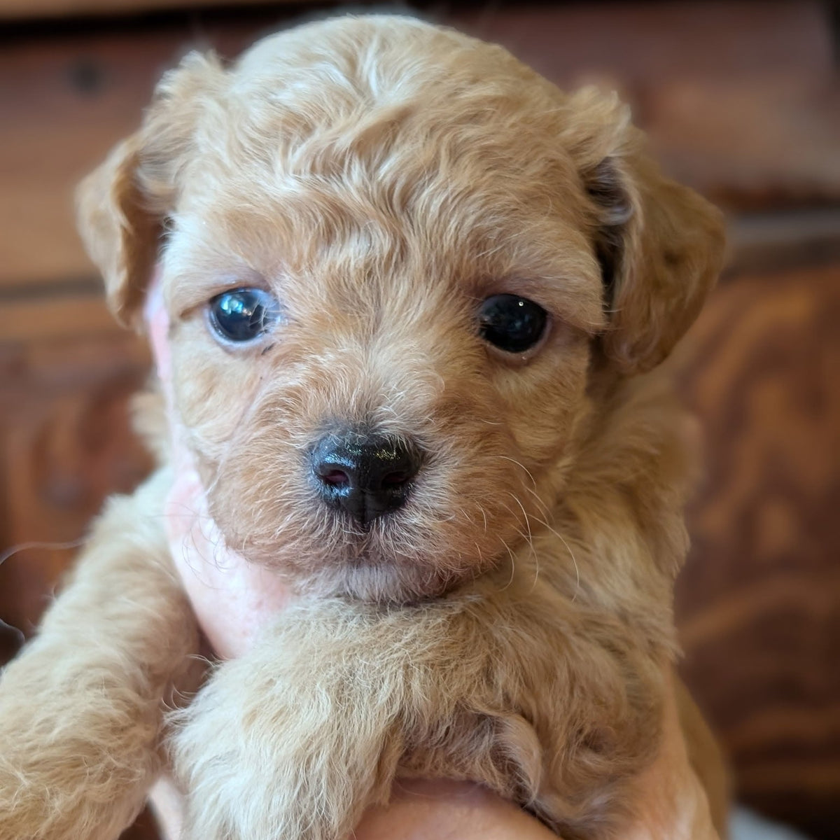 A close-up of a small curly-haired puppy being held in a person's hands, with a warm brown wooden background behind it.