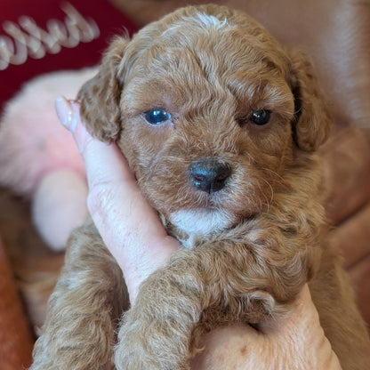 A close-up of a fluffy light brown puppy being held gently by a person's hand, with a soft-focus indoor background.