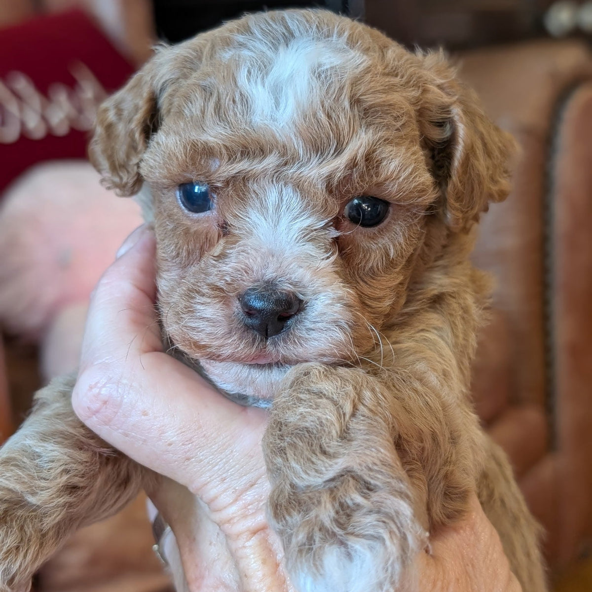 A small curly-haired puppy with light brown and white fur being held gently in a person's hand, photographed indoors against a soft-focus brown leather background.