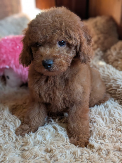 A fluffy golden-brown puppy sitting on a beige shag rug with a pink plush toy in the background.
