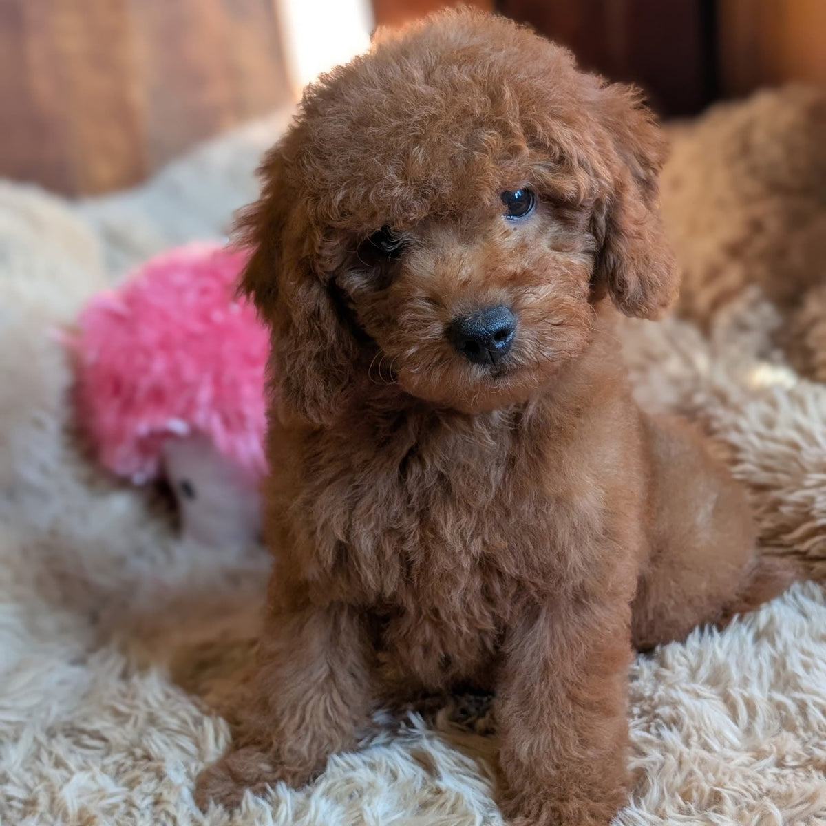 A fluffy reddish-brown puppy sitting on a cream shag rug with a pink plush toy in the background.